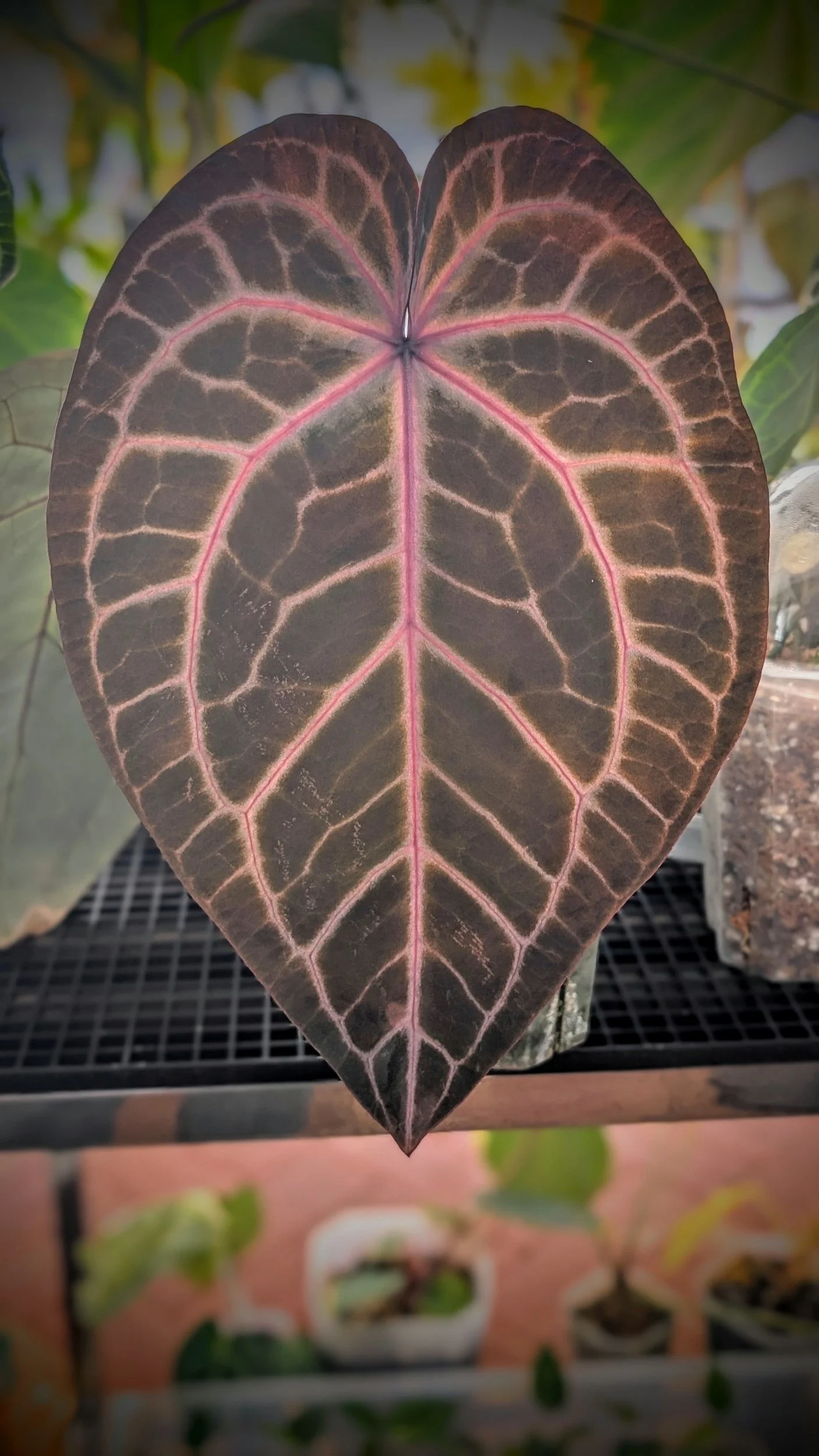 Anthurium Red Crystallinum — The Leaf Gallery